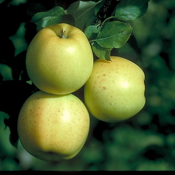 Malus pumila 'Honeygold' 