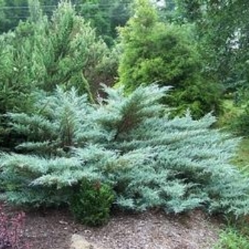 Juniperus chinensis 'Angelica Blue' 