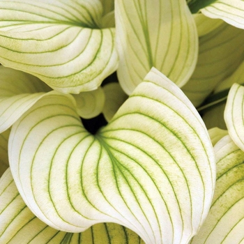 Hosta 'White Feather' 