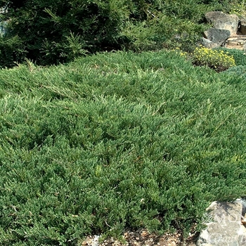 Juniperus horizontalis 'Plumosa Compacta' 