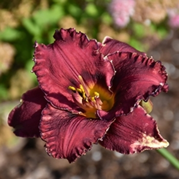 Hemerocallis fulva 'Berrylicious' 