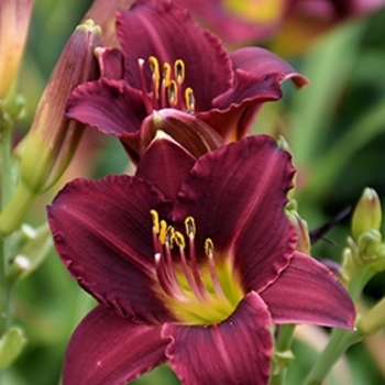 Hemerocallis 'Ruby Stella' 