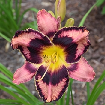 Hemerocallis 'Simmons Overture' 