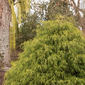 Chamaecyparis pisifera 'Golden Charm' 