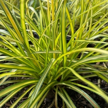 Scirpus pendula 'Stars and Stripes' PP37140