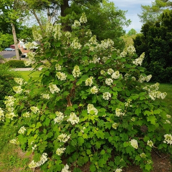 Hydrangea quercifolia 'Sike's Dwarf' 