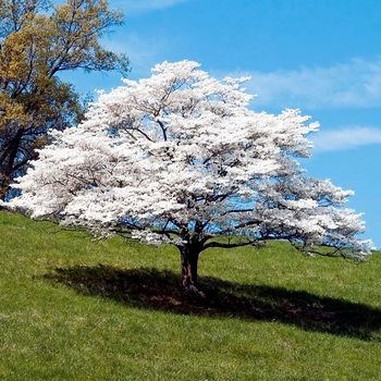 Cornus florida 'Eddie's White Wonder' 