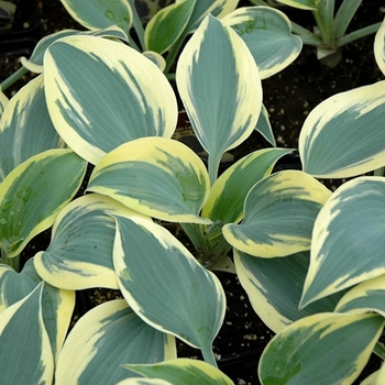 Hosta 'Ben Vernooij' 