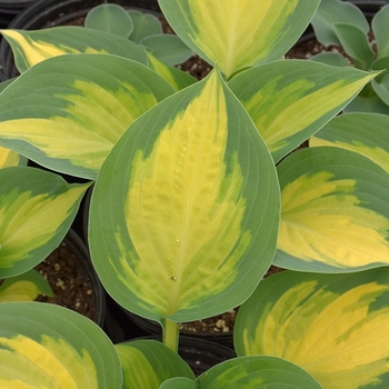 Hosta 'Forbidden Fruit' PPAF