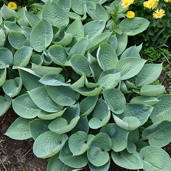 Hosta 'Prairie Sky' PP17309