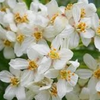 Choisya x dewitteana 'Aztec Pearl' 