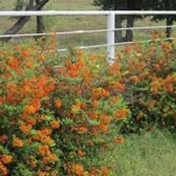 Pyracantha coccinea 'Lowboy' 