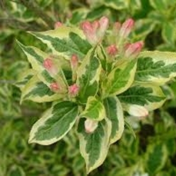 Weigela florida 'Morcolzam' PP15,125