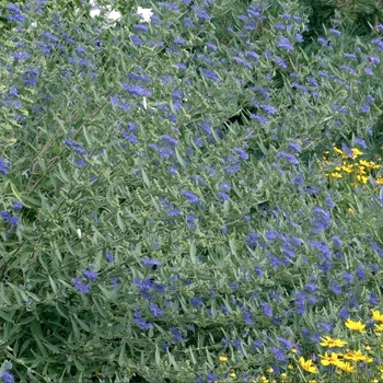 Caryopteris x clandonensis 'Blue Mist'