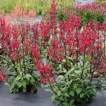 Phygelius 'TNPHYCDR' PPAF