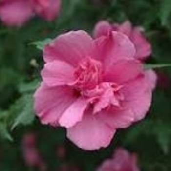 Hibiscus syriacus 'Lucy'