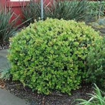 Rhaphiolepis umbellata 'Minor'