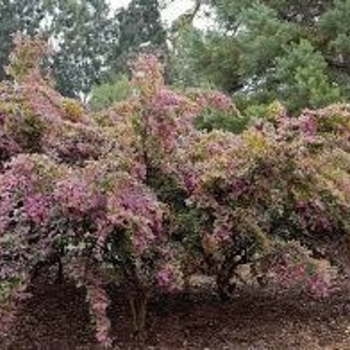 Loropetalum chinense 'Monraz' USPP22205P3