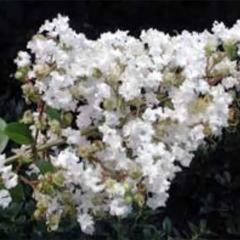 Lagerstroemia indica 'Sarah's Favorite'