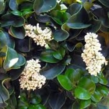 Ligustrum japonicum 'Rotundifolium' 