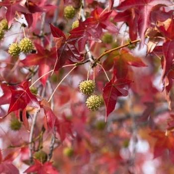 Liquidambar styraciflua 'Worplesdon'