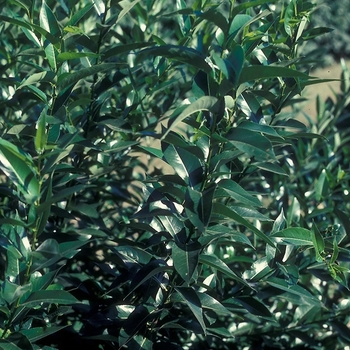 Salix pentandra 'Silver Lake' USPP23539P2
