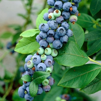 Vaccinium corymbosum 'Earliblue' 