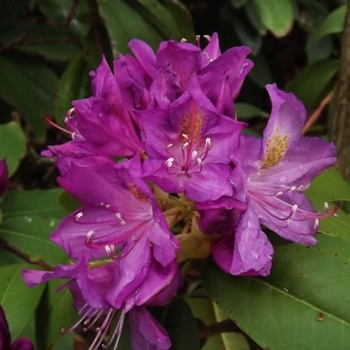 Rhododendron catawbiense 'Purpureum Grandiflorum' 
