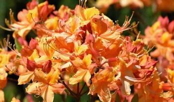 Rhododendron 'Tallulah Sunrise'