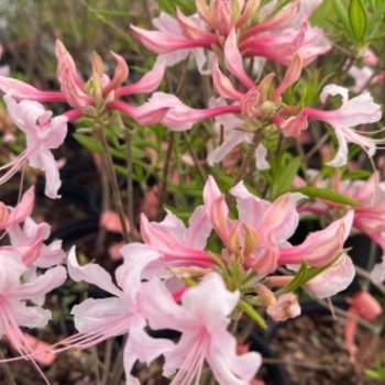 Rhododendron Aromi Hybrid 'Spring Sensation' 
