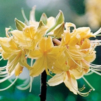 Rhododendron austrinum 'Admiral Semmes' 