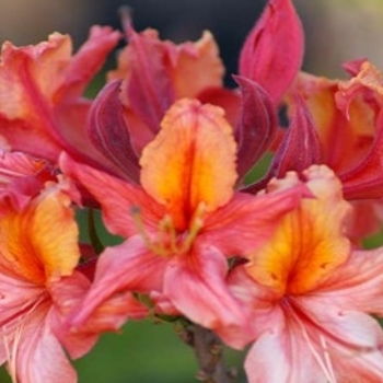 Rhododendron 'J.E.B. Stuart' 