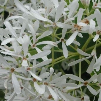 Chionanthus retusus 'China Snow' 