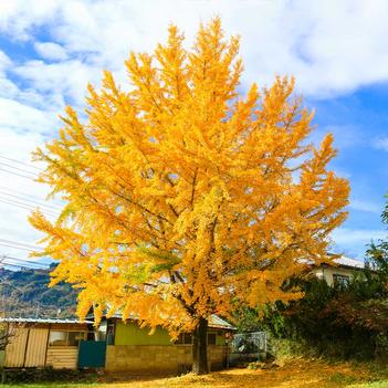 Ginkgo biloba