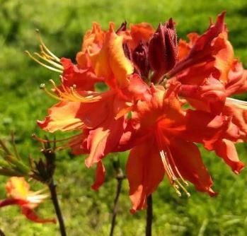 Rhododendron 'Tallulah Sunrise' 