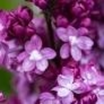 Syringa vulgaris 'President Lincoln' 