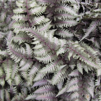 Athyrium niponicum 'Regal Red' 