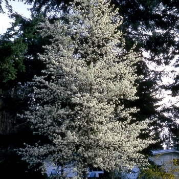 Pyrus calleryana 'Glen's Form' PP 10,379