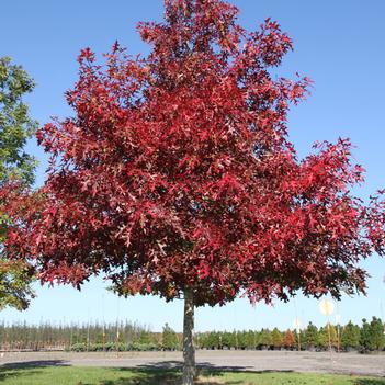Quercus rubra