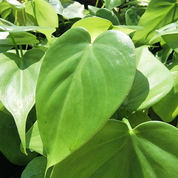 Philodendron hederaceum 'Brasil' 