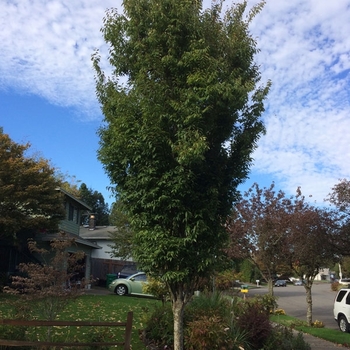 Zelkova serrata 'Musashino' 