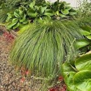 Carex 'Fine China' 