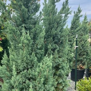 Juniperus chinensis 'Iowa' 