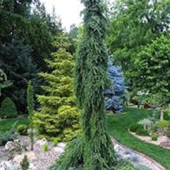 Picea omorika 'Pendula' 