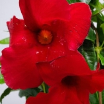 Mandevilla 'MANZOO19' PP29264