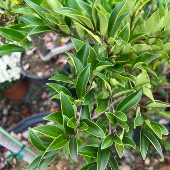 Ligustrum sinense 'Pendulum' 