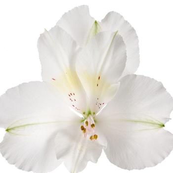 Alstroemeria Colorita&reg; 'Claressa' (324726)