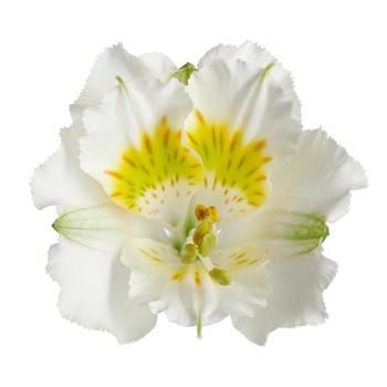 Alstroemeria 'Yentl' 