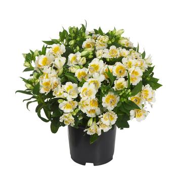 Alstroemeria Colorita&reg; 'Yentl' (324729)