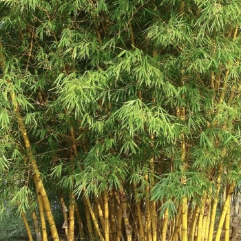Bambusa multiplex 'Golden Goddess' 
